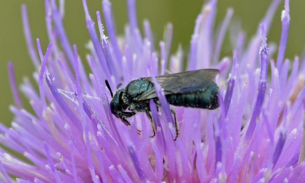 Ceratina sp., Apidae